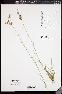 Juncus scirpoides var. scirpoides image