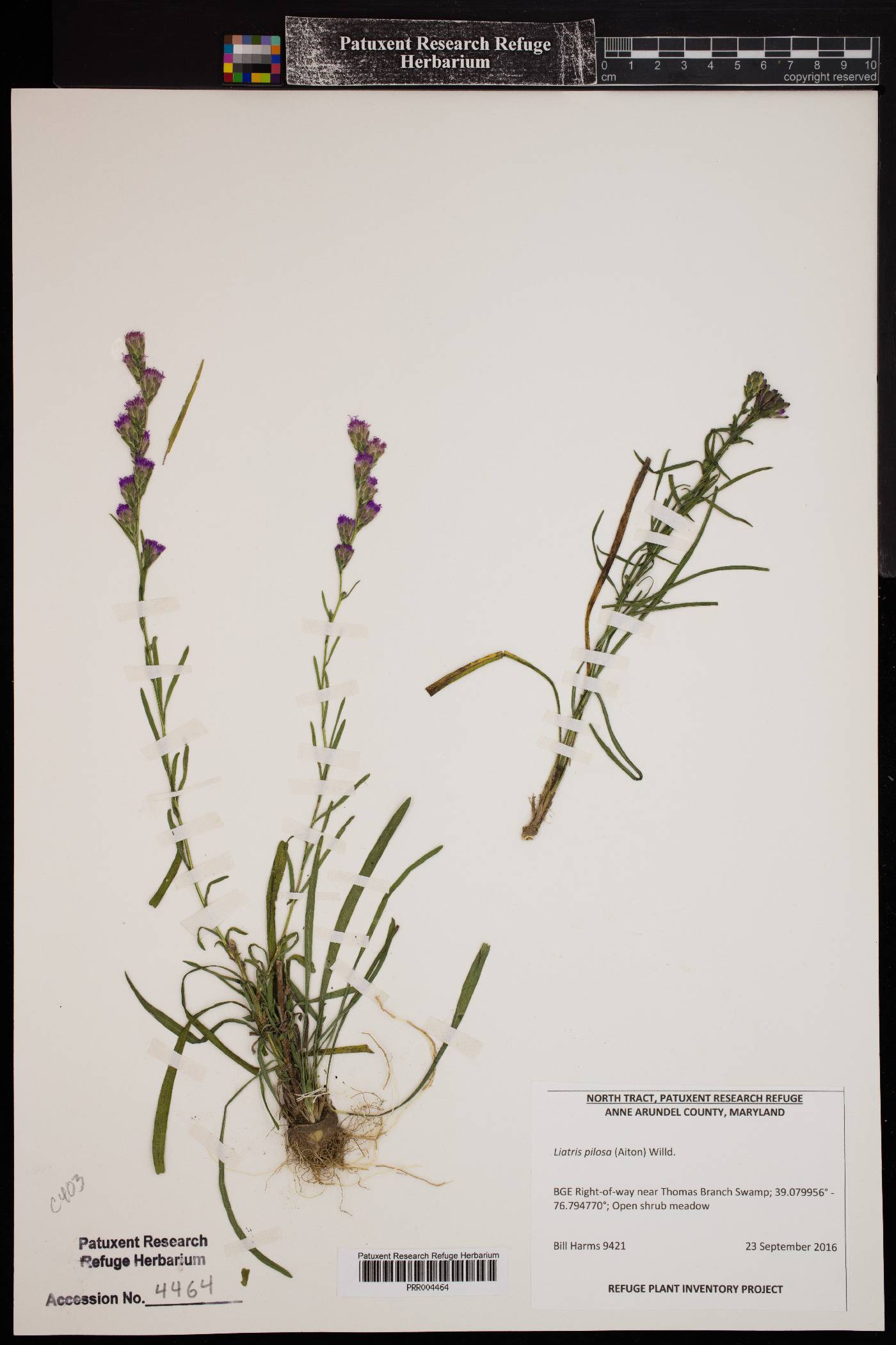 Liatris pilosa image