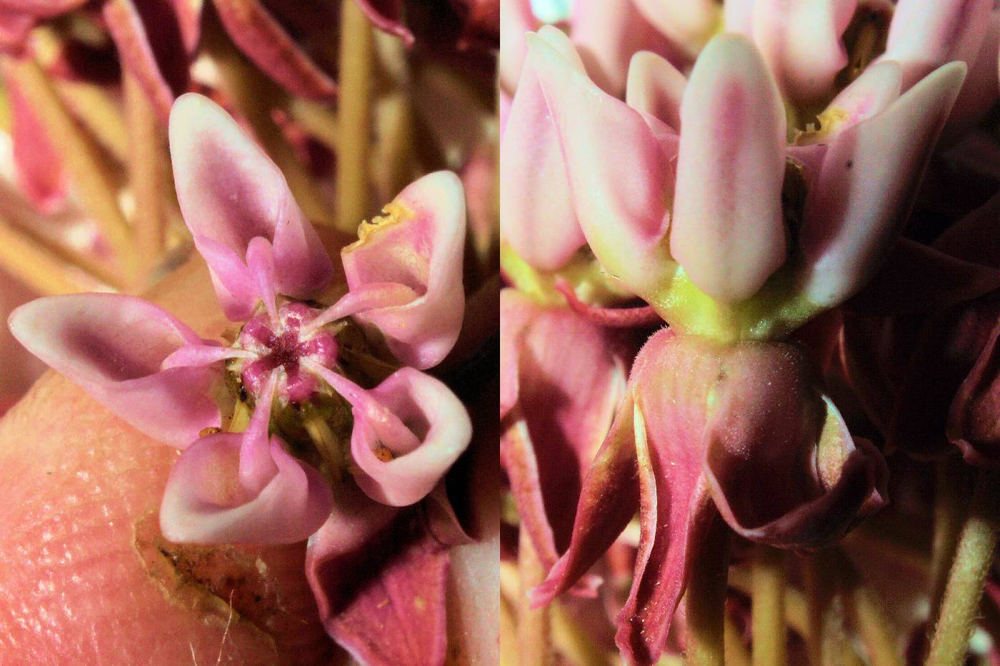 Asclepias incarnata var. pulchra image