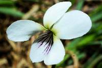 Viola lanceolata var. lanceolata image