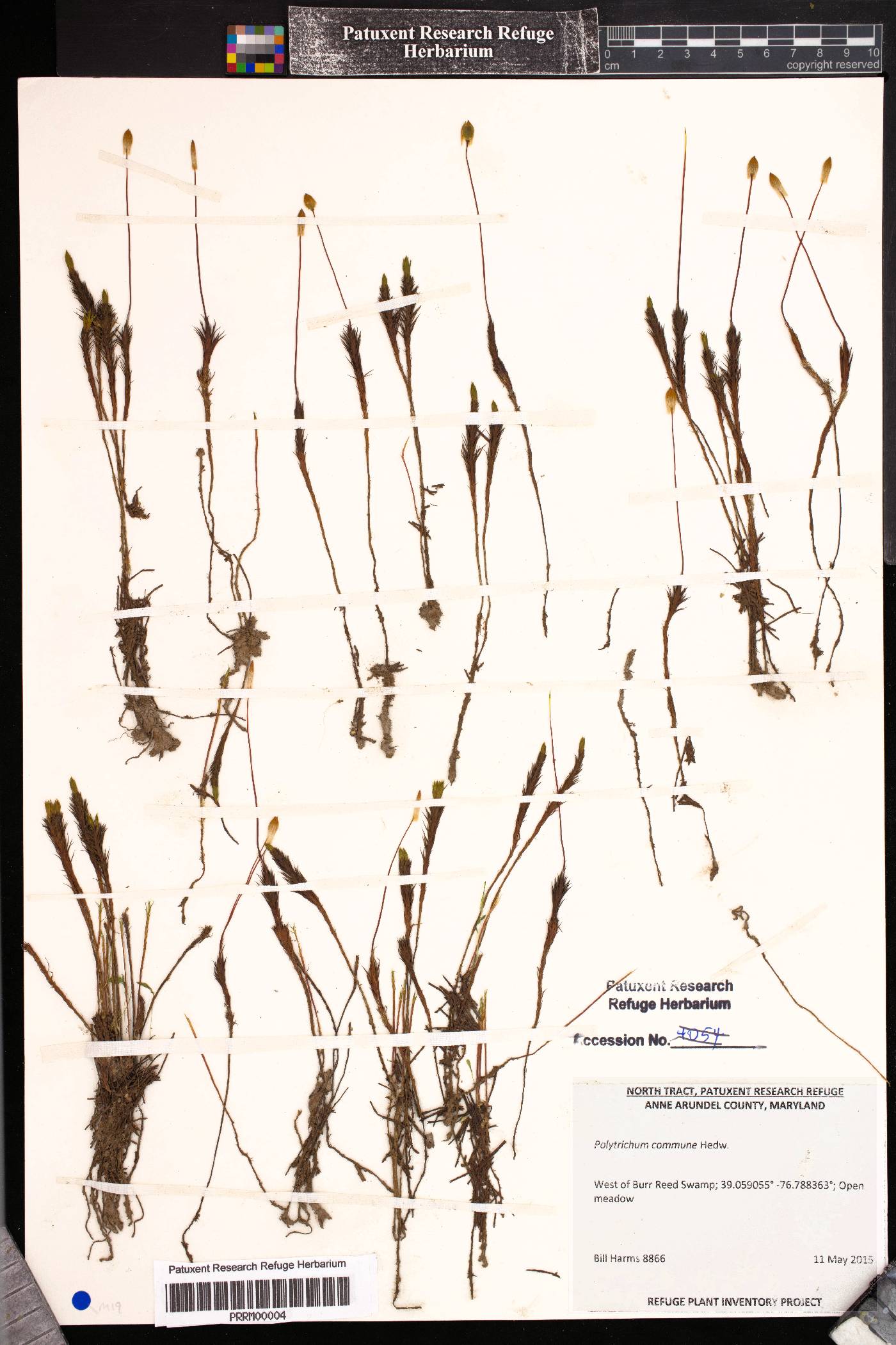 Polytrichaceae image