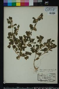 Acanthospermum australe image