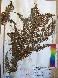 Dryopteris celsa image