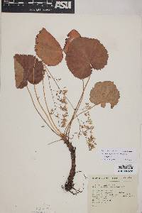 Heuchera longipetala image