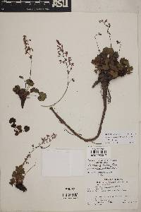 Heuchera rubescens var. versicolor image