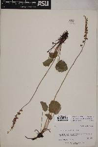 Heuchera parvifolia image