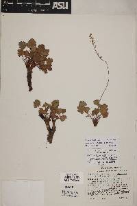 Heuchera parvifolia image