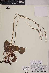 Heuchera parvifolia image