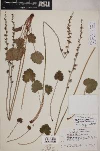 Heuchera parvifolia image