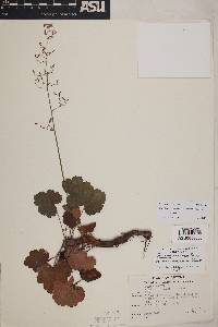 Heuchera rubescens var. versicolor image