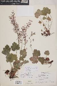 Heuchera rubescens image