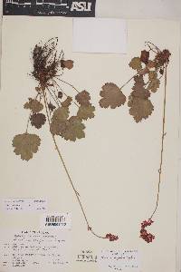 Heuchera sanguinea image