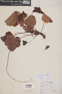 Heuchera micrantha image