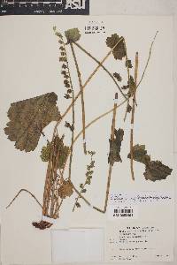 Tellima grandiflora image