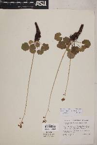 Heuchera parvifolia image