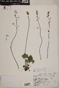 Heuchera parvifolia image