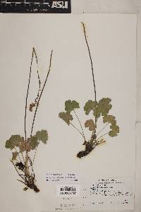 Heuchera parvifolia image