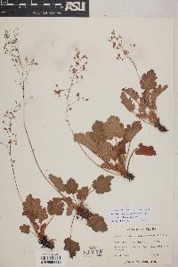 Heuchera micrantha image