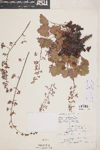 Heuchera rubescens image