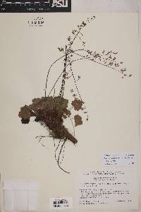 Heuchera rubescens var. versicolor image