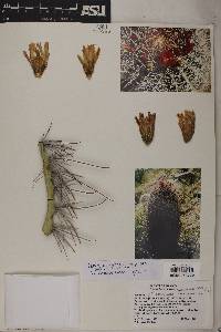 Ferocactus gracilis image