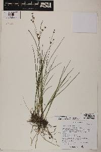 Juncus articulatus image