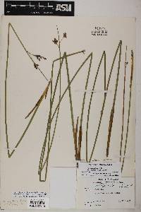 Juncus balticus subsp. ater image