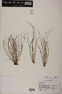 Juncus articulatus image