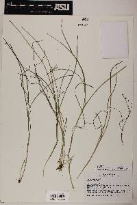 Juncus articulatus image