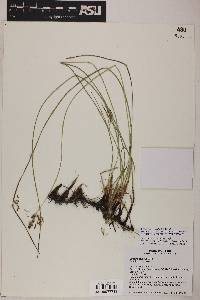 Juncus balticus subsp. mexicanus image