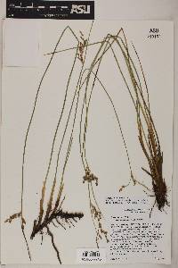 Juncus balticus subsp. mexicanus image