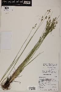 Juncus longistylis image