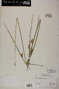 Juncus effusus subsp. austrocalifornicus image