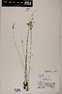 Juncus interior image