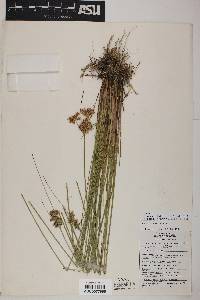 Juncus interior image