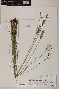 Juncus interior image