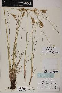 Juncus interior image