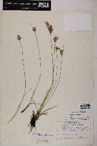 Juncus interior image