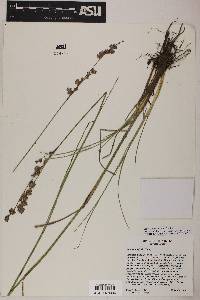 Juncus macrophyllus image