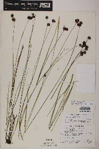 Juncus nevadensis image