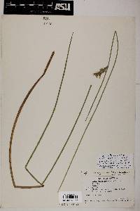 Juncus effusus subsp. austrocalifornicus image