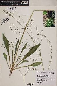 Valeriana edulis image