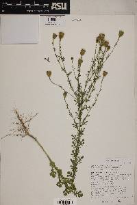 Adenophyllum porophyllum image