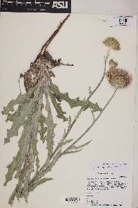 Cirsium neomexicanum image