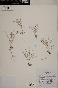 Eriogonum palmerianum image