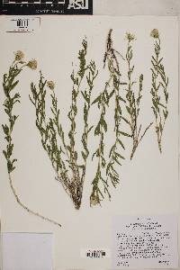Brickellia oblongifolia var. linifolia image