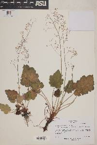 Heuchera micrantha image