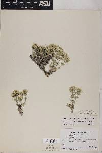 Leptosiphon nuttallii var. pubescens image