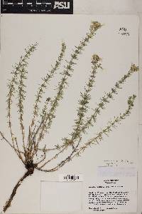 Linanthus nuttallii subsp. nuttallii image