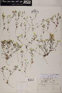 Leptosiphon chrysanthus subsp. chrysanthus image